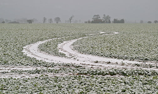 fältet, vinter, snöig, spår i snön, området för rapeseeds, snö, landskap
