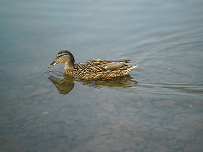 duck, pond, wild, water, bird, water bird, mallard duck