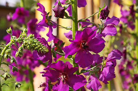 mullein, purple flower, garden, purple, flower, nature, blossom