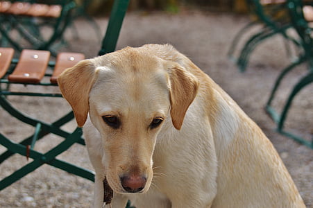 Labrador, cane, dolce, sedersi, animale, animale domestico, caro
