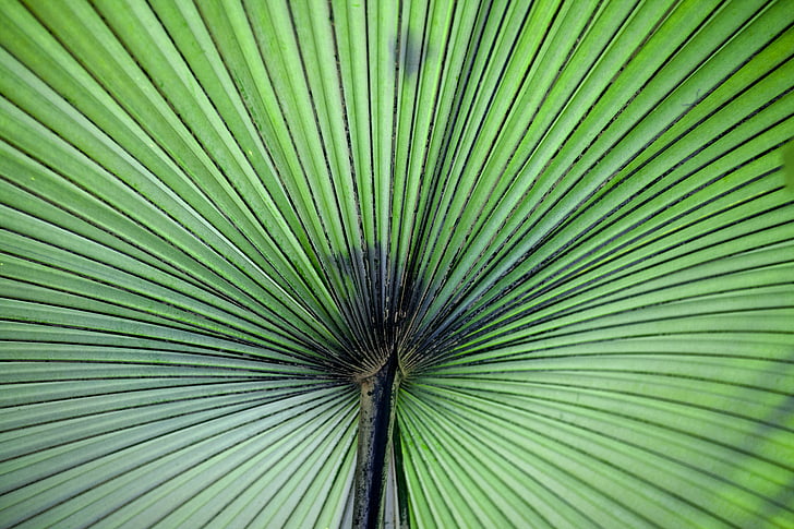 Fan palm, zelená, list, vzor, závod