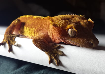 Gecko, Crested, rød, orange, firben, krybdyr, Pet