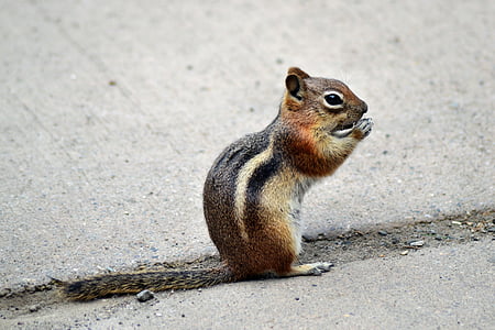 chipmunk, eating, portrait, ground, furry, furry tail, cute