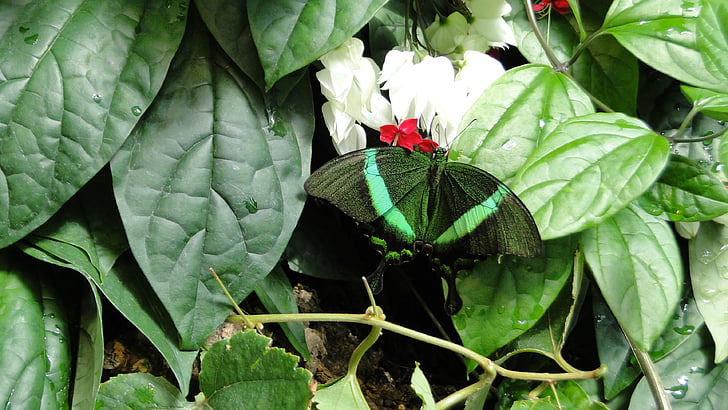 пеперуда, природата, насекоми, пеперуда - насекоми, животните, животински крило, лято