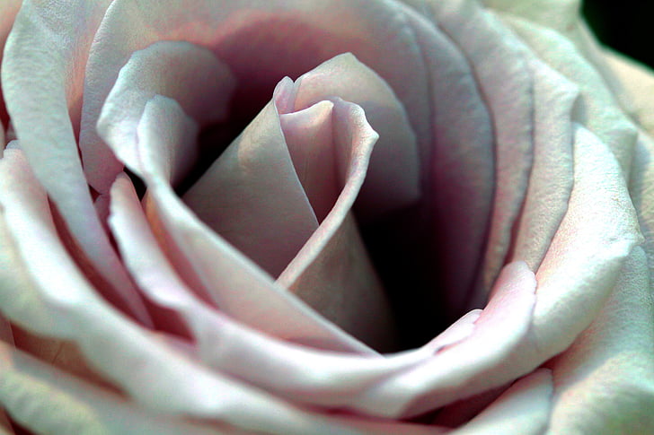 Роза, цвете, розово, едър план, флорални, природата, Блосъм