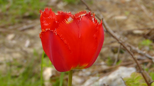 Tulip, Blossom, Bloom, rød, sommer, Blomsterbægeret er, blomst