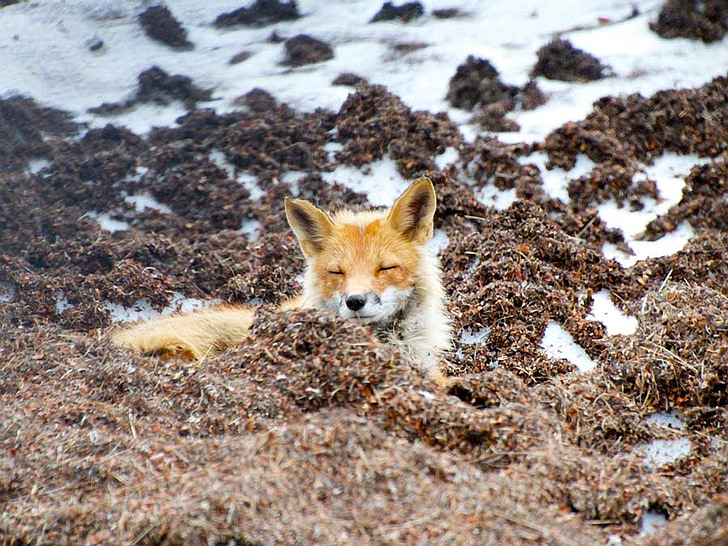 red fox, wildlife, alaska, nature, outside, country, countryside