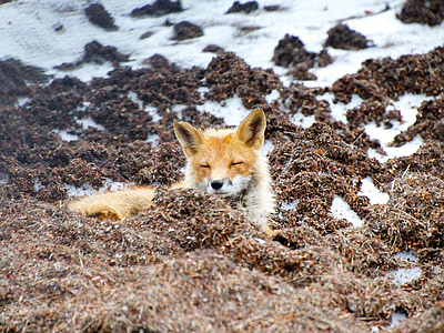 líška hrdzavá, voľne žijúcich živočíchov, Aljaška, Príroda, mimo, krajiny, vidiek