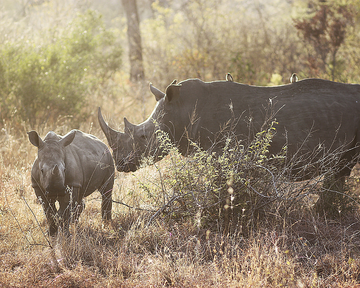rhinos, rhinoceros, africa, south africa, animal, wildlife, nature
