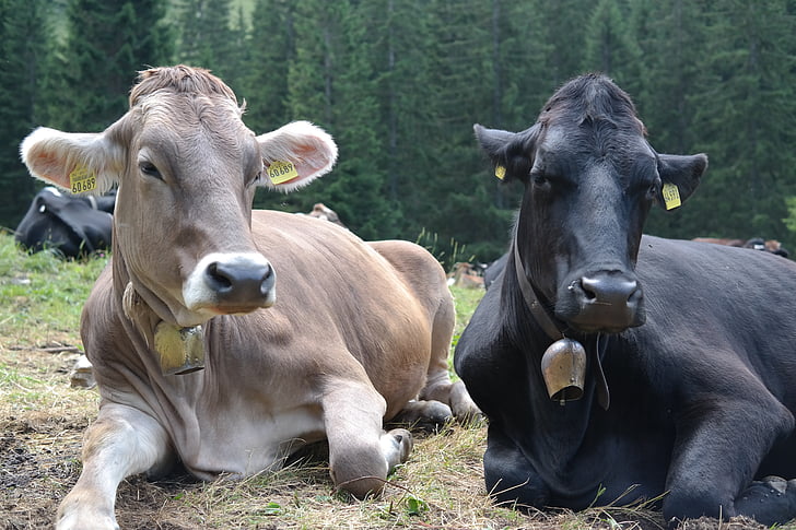 αγελάδες, ζώα, βοοειδή, ALM, kuhschnauze, ζωικό κεφάλαιο, αγελάδα