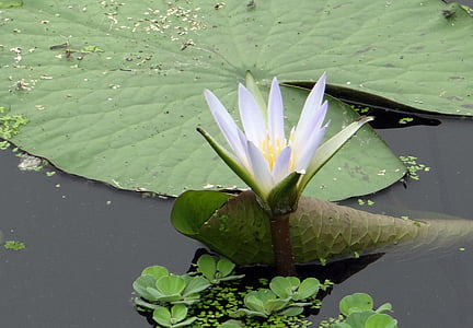 water lily, blue lily, nymphaea caerulea, flower, bloom, aquatic, plant