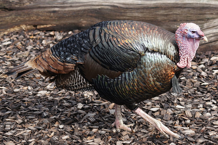 turkey, bird, huehnerrvogel, pheasant-like, female, animal world, wildlife photography