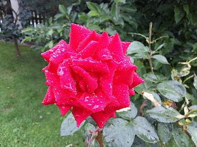 rose, red flower, plant, red, nature, rosa, garden