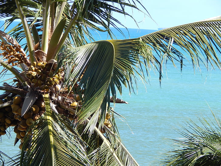 coconut tree, mar, summer