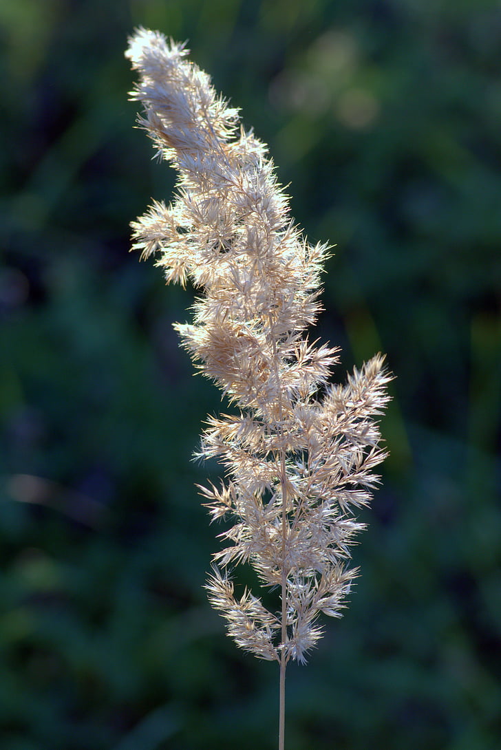 flor d'herba, herba seca, final de l'estiu, Prat, llavors de gramínies, herba, tardor