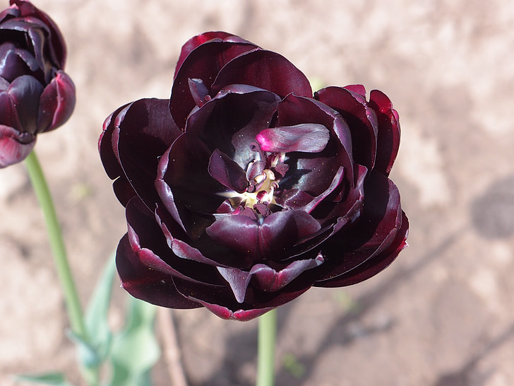 flowers, tulip, black tulip, purple tulip, spring, flower, dacha