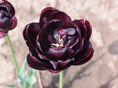 květiny, Tulipán, Černý tulipán, Tulipán fialový, jaro, květ, Chalupa