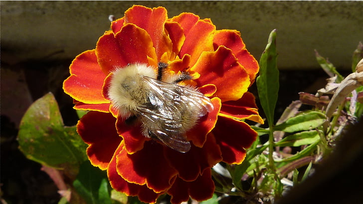 priroda, makronaredbe, cvijeće, Crveni, pčele, Kukci, vrt