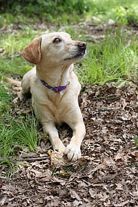 hunden, kjæledyr, redning, gul, Labrador, Skrekkelig, utendørs