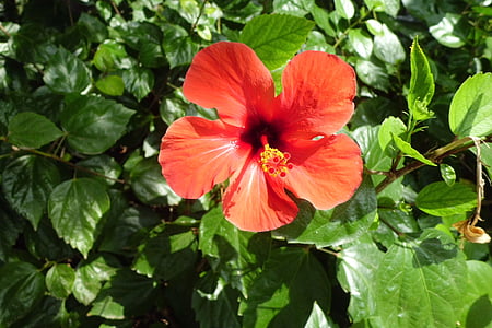 Hibiscus, blomst, natur, haven, flora, rød