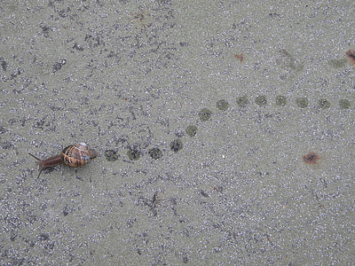footprints, snail, path, baby bibs, spiral, animals, nature