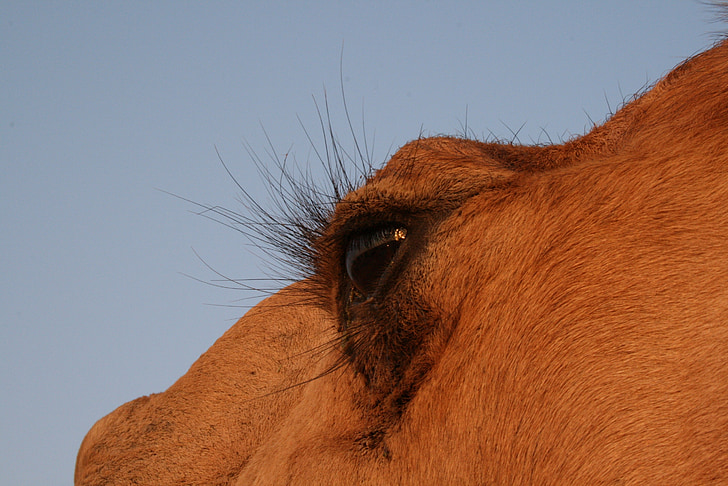 camel, animal, desert, eye, dromedary, sand, nature