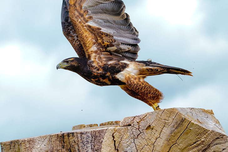Aafrika fish eagle, röövlind, Raptor, lind, Wildlife, Predator