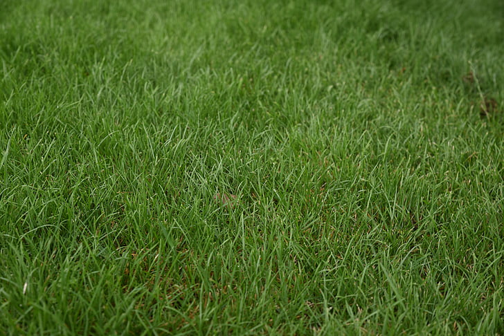 grass, green, plant, nature, meadow, grasses, texture