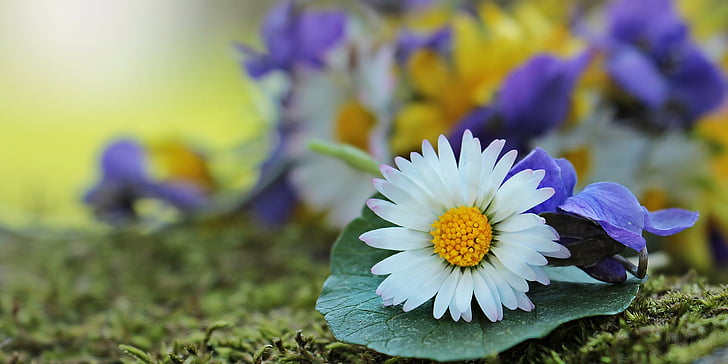 Wildflowers, luonnonvaraisia kukkia, Daisy, Violet, valkoinen, keltainen, violetti