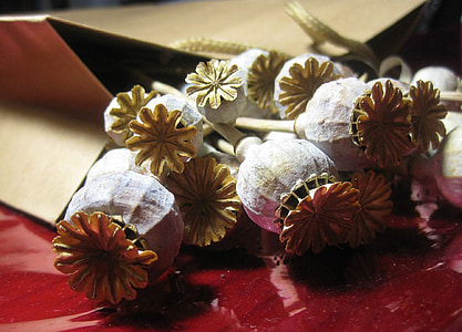pods, seed, poppy, dry, bleached, paper packet, brown