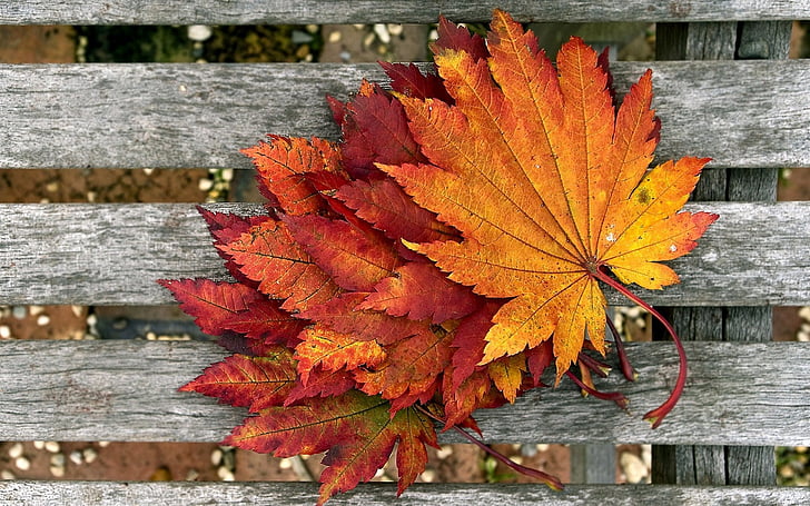 zaļumi, rudens, sausu lapu, krāsa, rudens lapas, dzeltena, sarkana
