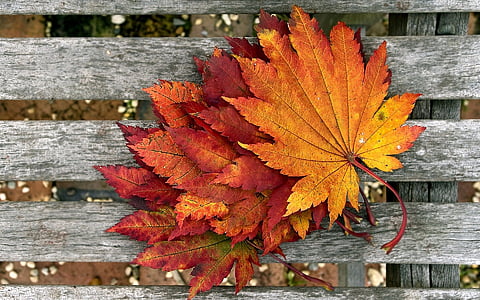 lombozat, ősz, száraz levelek, szín, őszi levelek, sárga, piros
