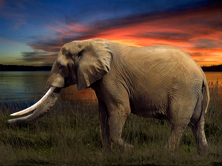 elefant, sabana, Arranjament, animal, natura, vida silvestre, mamífer