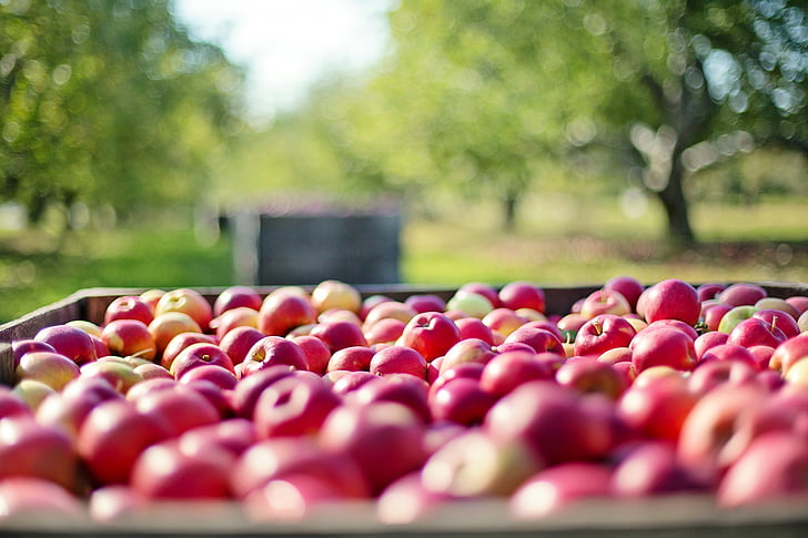 æbler, falder, efterår, frugt, natur, mad, høst