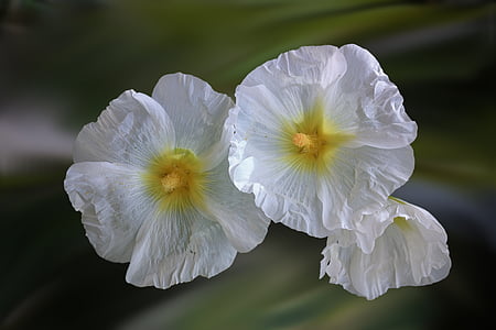 Blumen, weiß, weiße Blüten, in der Nähe, Natur, Anlage, Malve
