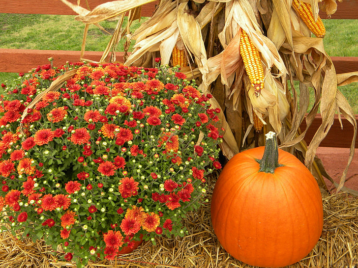 Thanksgiving, gresskar, Harvest, oransje, Cornstalk, høst, ferie