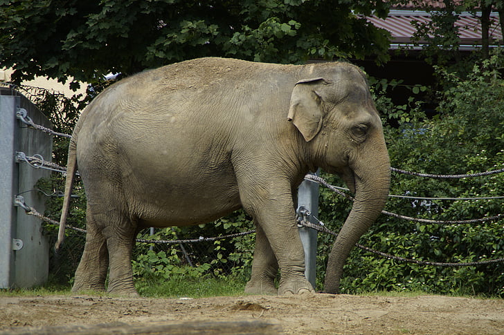 ελέφαντας, Ινδικό ελέφαντα, ζώο, παχύδερμο, πλευρά, Ζωολογικός Κήπος, περίβλημα