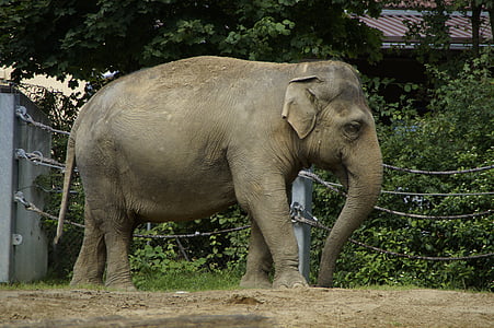 elephant, indian elephant, animal, pachyderm, side, zoo, enclosure
