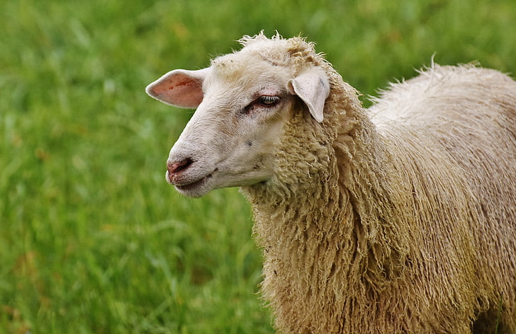 ovce, životinja, livada, vuna, pasu, priroda