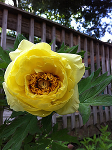 gul rose, Bush, blomst, steg, hage