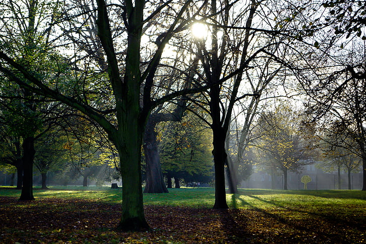 Parque, Londres, jardins de Kensington, verde, natureza, capital, urbana