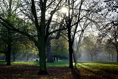 Parc, Londres, jardins de Kensington, vert, nature, capital, urbain