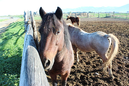 cavallo, animale, equino, nazionali, animali da fattoria, testa di cavallo, rurale