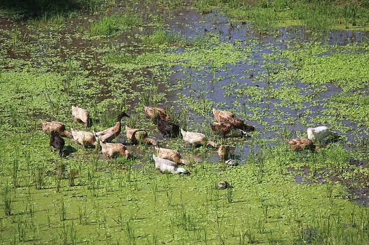 brown ducks, pond, rice field, nature, bird, animal, wildlife