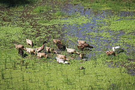 patos marrons, Lagoa, campo de arroz, natureza, pássaro, animal, vida selvagem