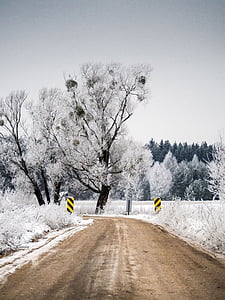 Vinter, smuss, veien, snø, trær, skog, natur