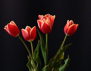 flor, tulipas, vermelho, ainda vida, decoração, dia da mulher