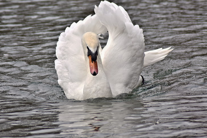 dammen, Swan, vit svan, djur i vilt, fågel, sjön, djur teman