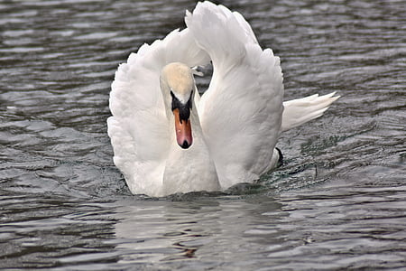 Kolam, Swan, angsa putih, hewan di alam liar, burung, Danau, hewan tema