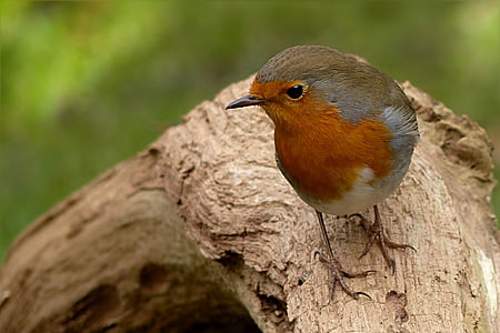 Robin, erithacus rubecula, putns, kas meklē barību, dārza, daba, dzīvnieku